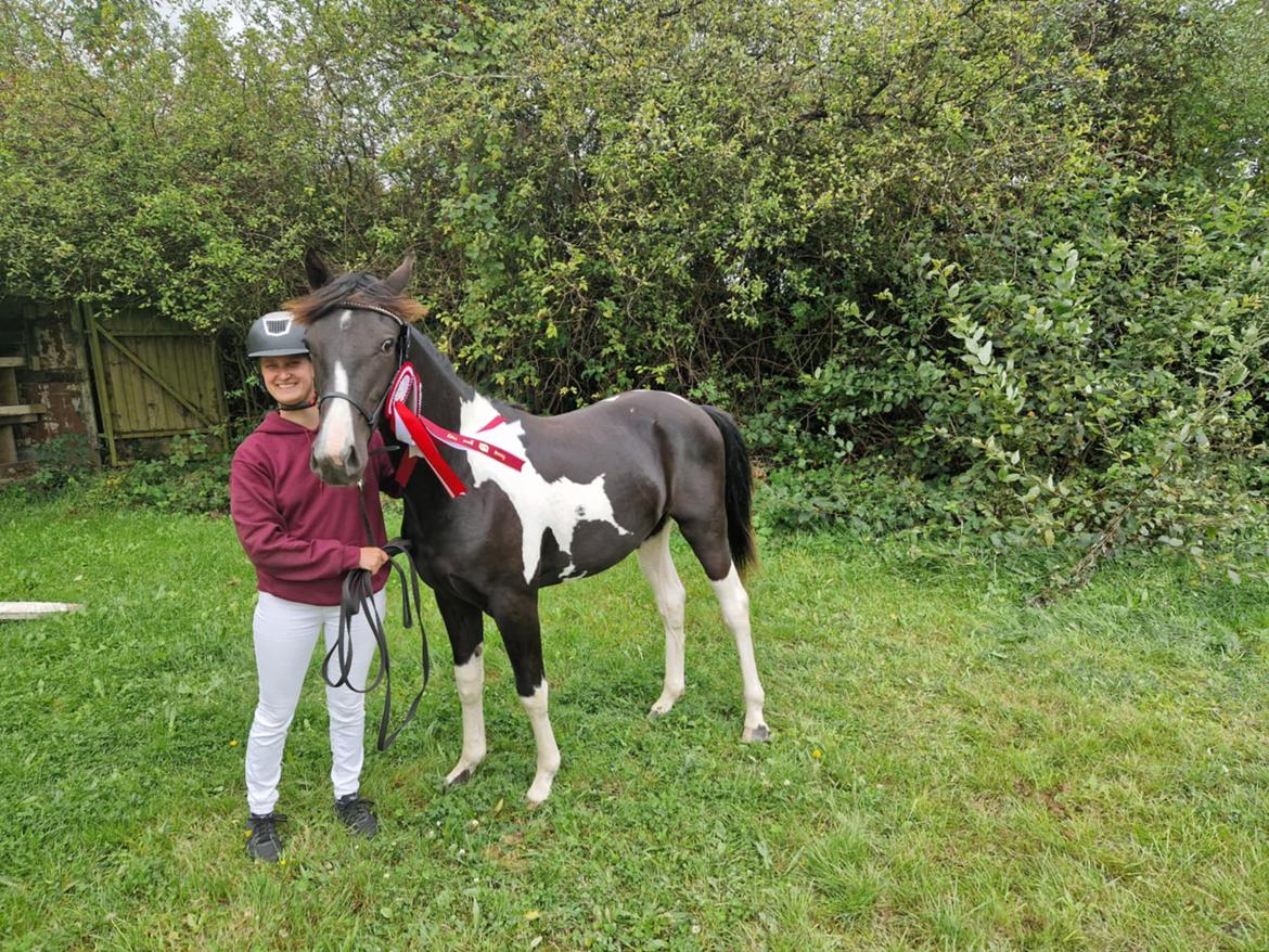 Pinto Hindbærgårdens Ashmore (Divle) billede 44