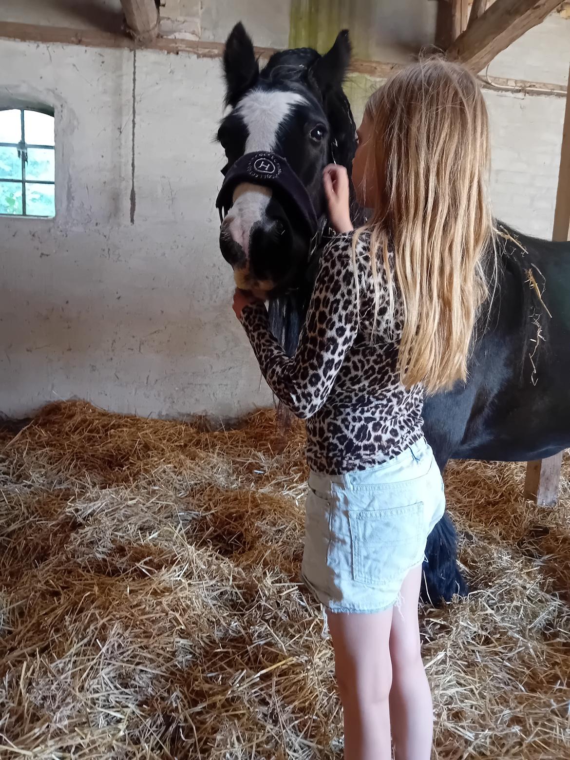 Irish Cob White Stripe HIMMELHEST billede 8