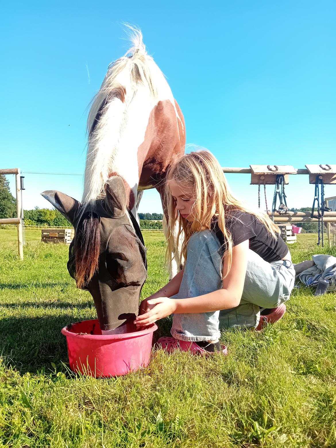 Anden særlig race TINO billede 7