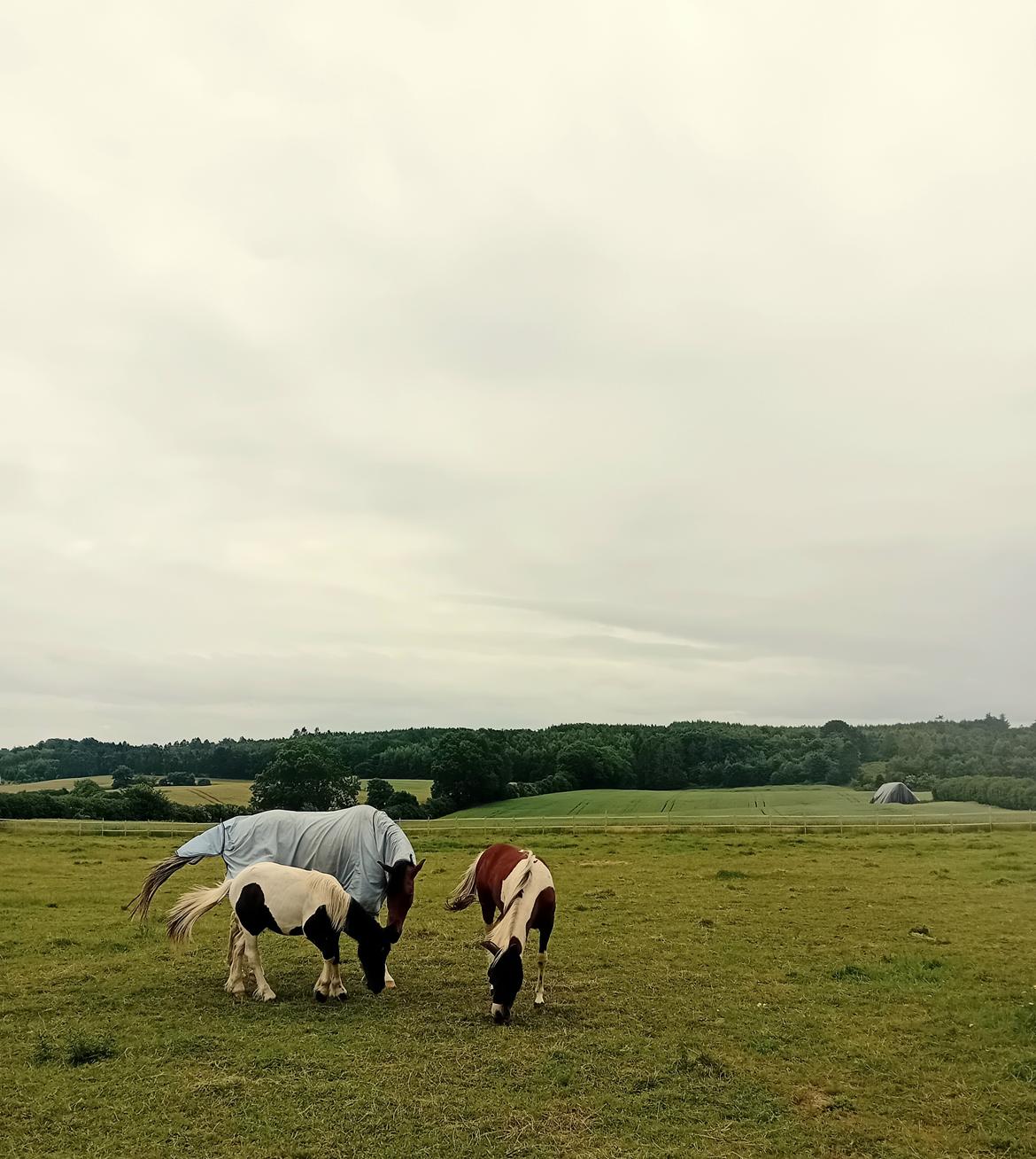 Anden særlig race TINO billede 8