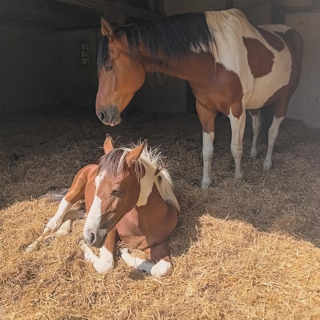 Anden særlig race TINO billede 9