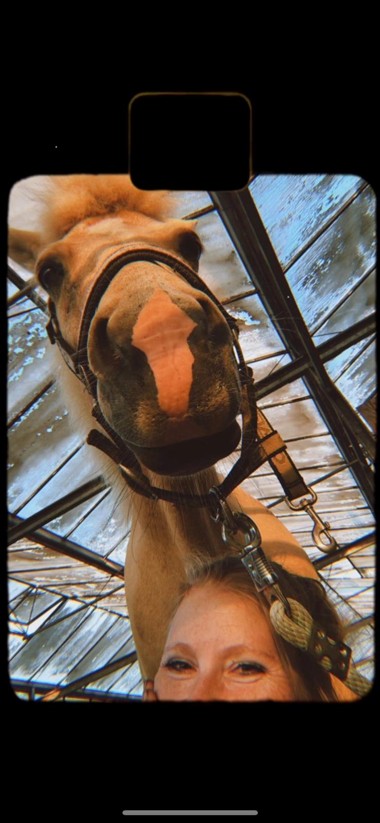 Islænder Dagur frá Halakoti - Elsker hans lille pil på mulen <3 billede 2