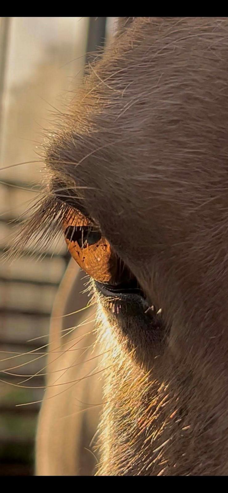 Islænder Dagur frá Halakoti - Han har de smukkeste ravfarvet øjne <3 billede 5