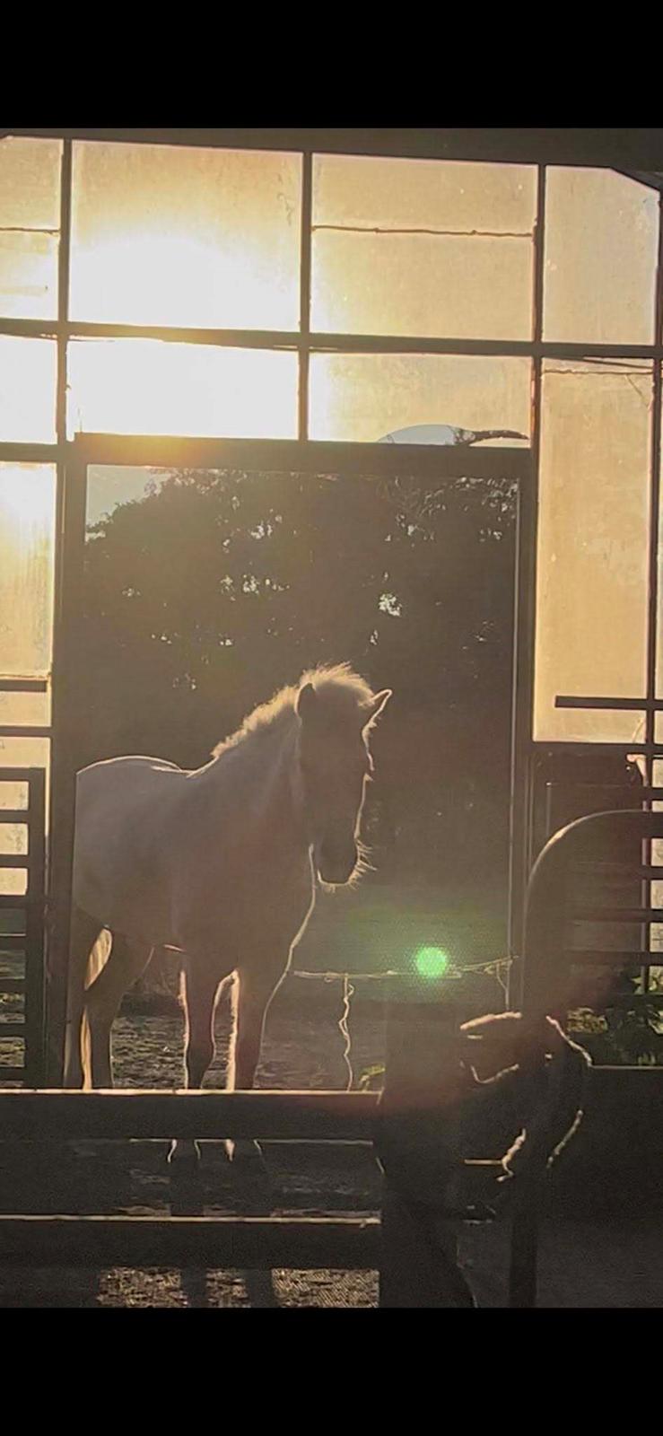 Islænder Dagur frá Halakoti - sol drengen i solnedgang <3 billede 7