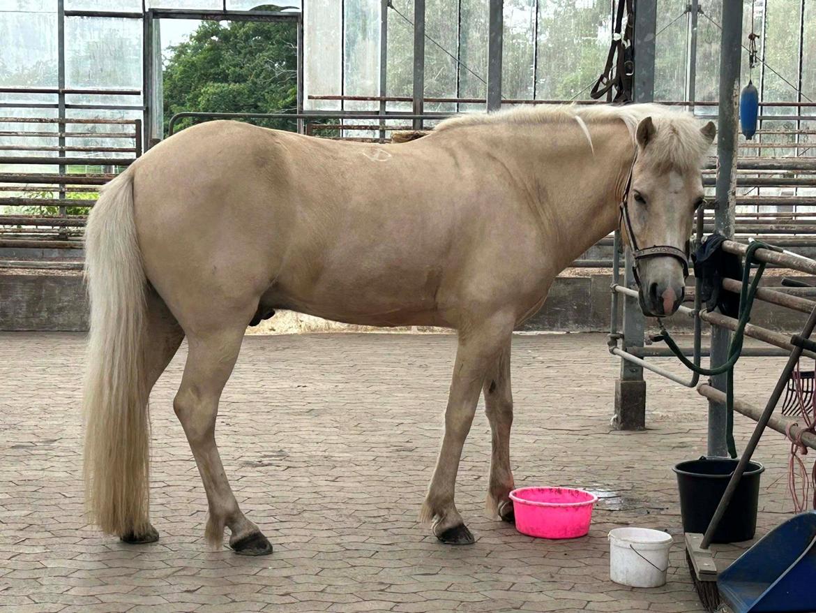 Islænder Dagur frá Halakoti - smukke drengen midt i hans frokost <3 billede 8