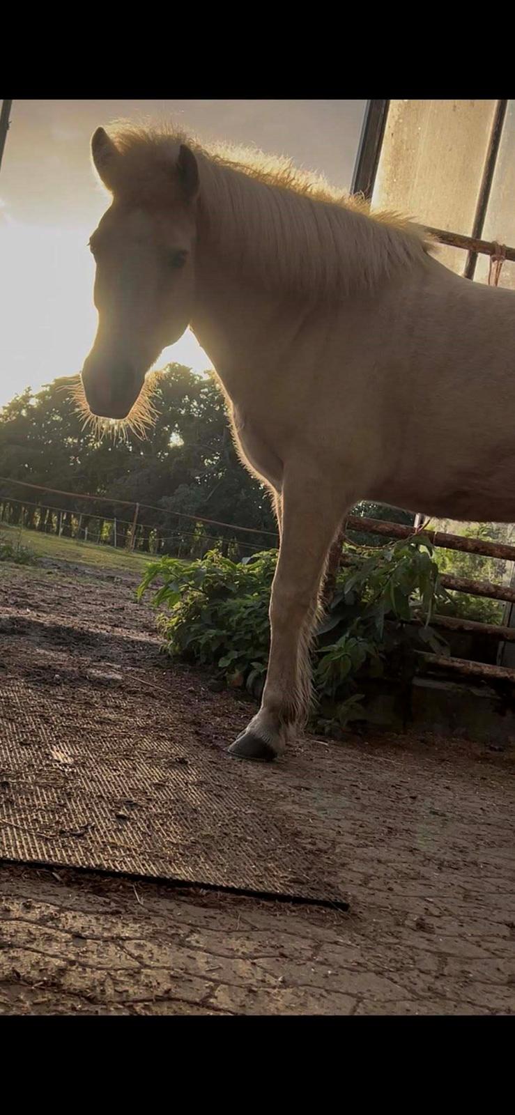 Islænder Dagur frá Halakoti - <3 billede 9