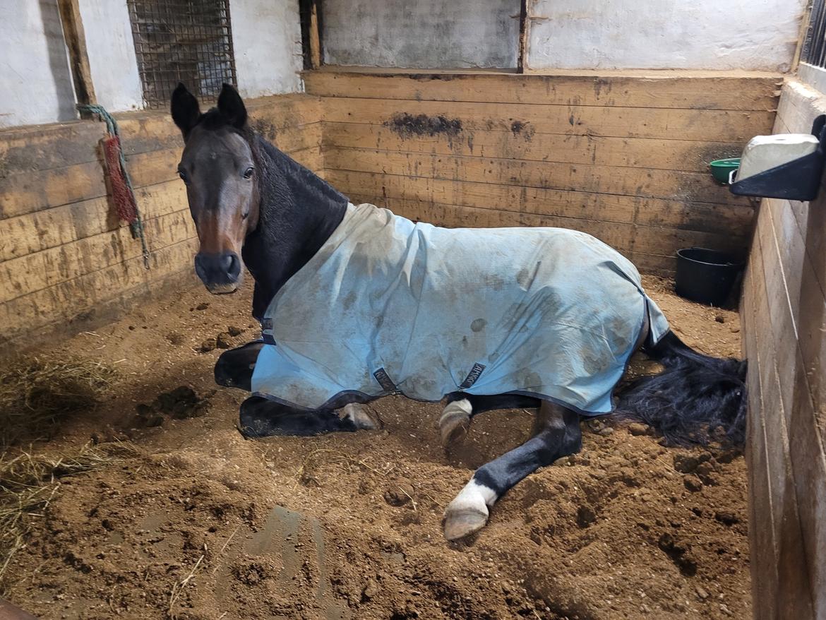 Dansk Varmblod Royal Quality billede 1