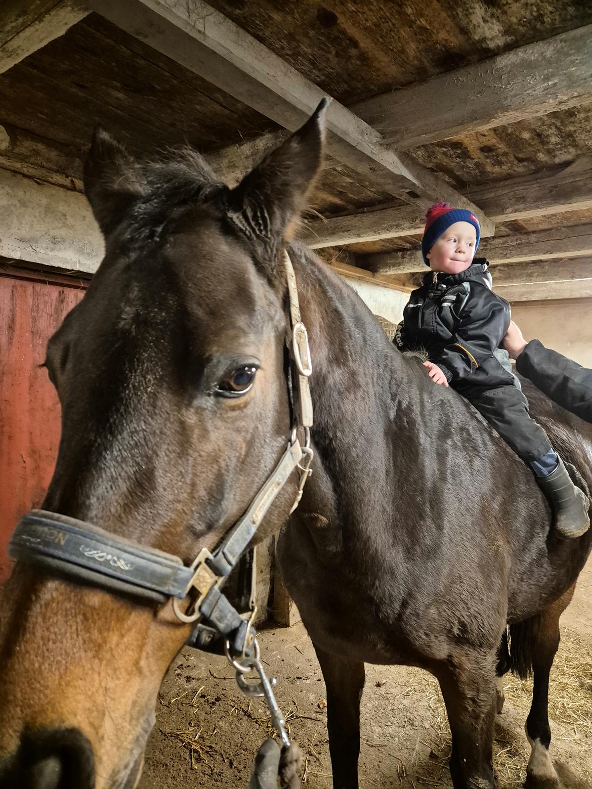 Dansk Varmblod Royal Quality billede 2