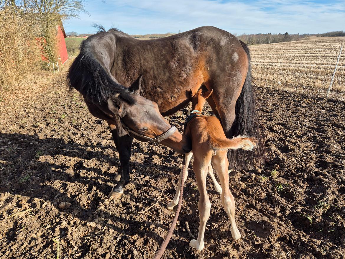 Dansk Varmblod Royal Quality billede 5