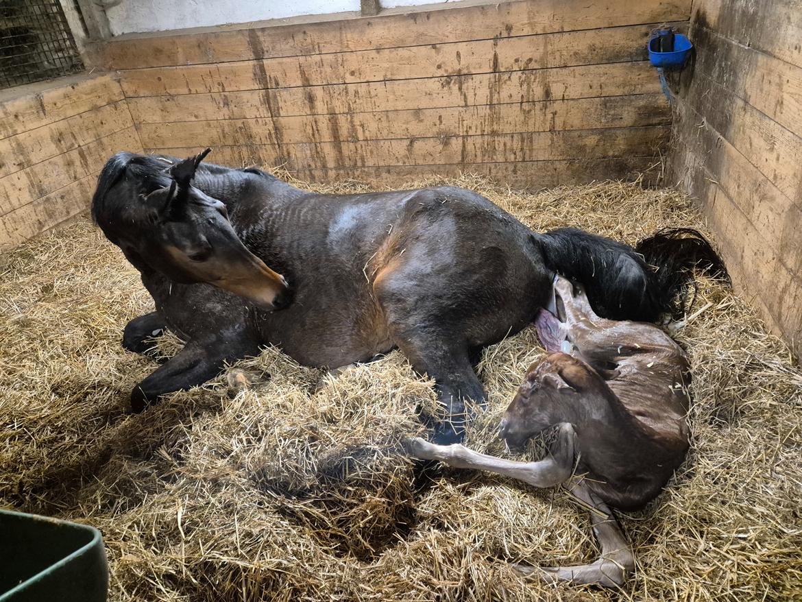 Dansk Varmblod Royal Quality - Under fødslen af Beauty 13/3-2025 billede 4