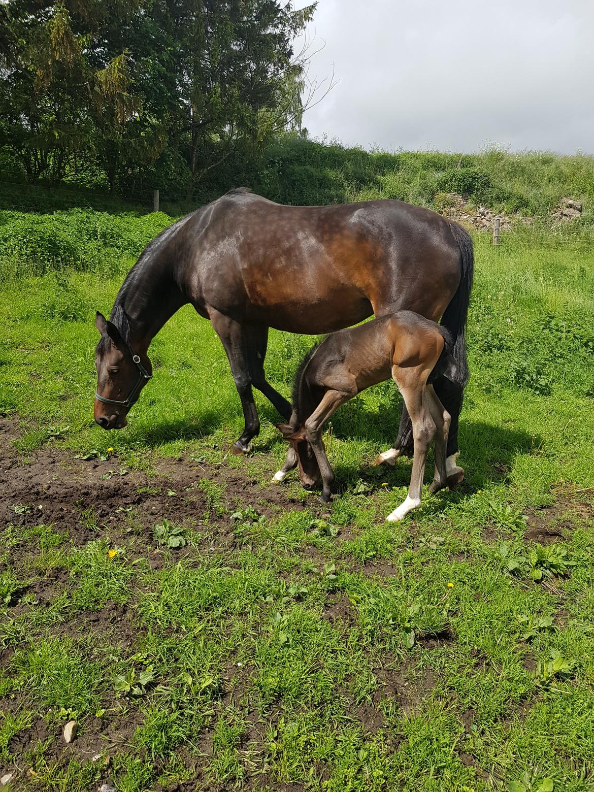 Dansk Varmblod Royal Quality billede 7