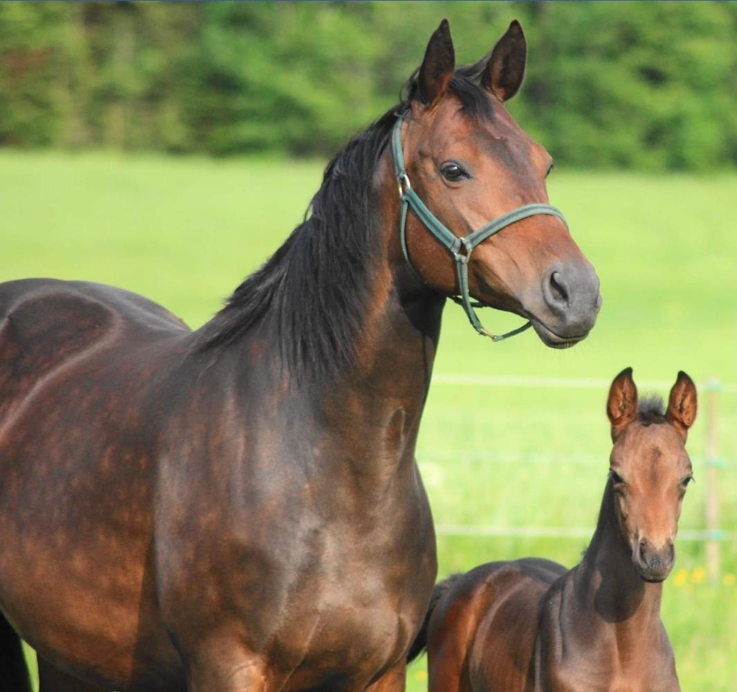 Dansk Varmblod Royal Quality - Q med Dahlia i 2019 billede 6