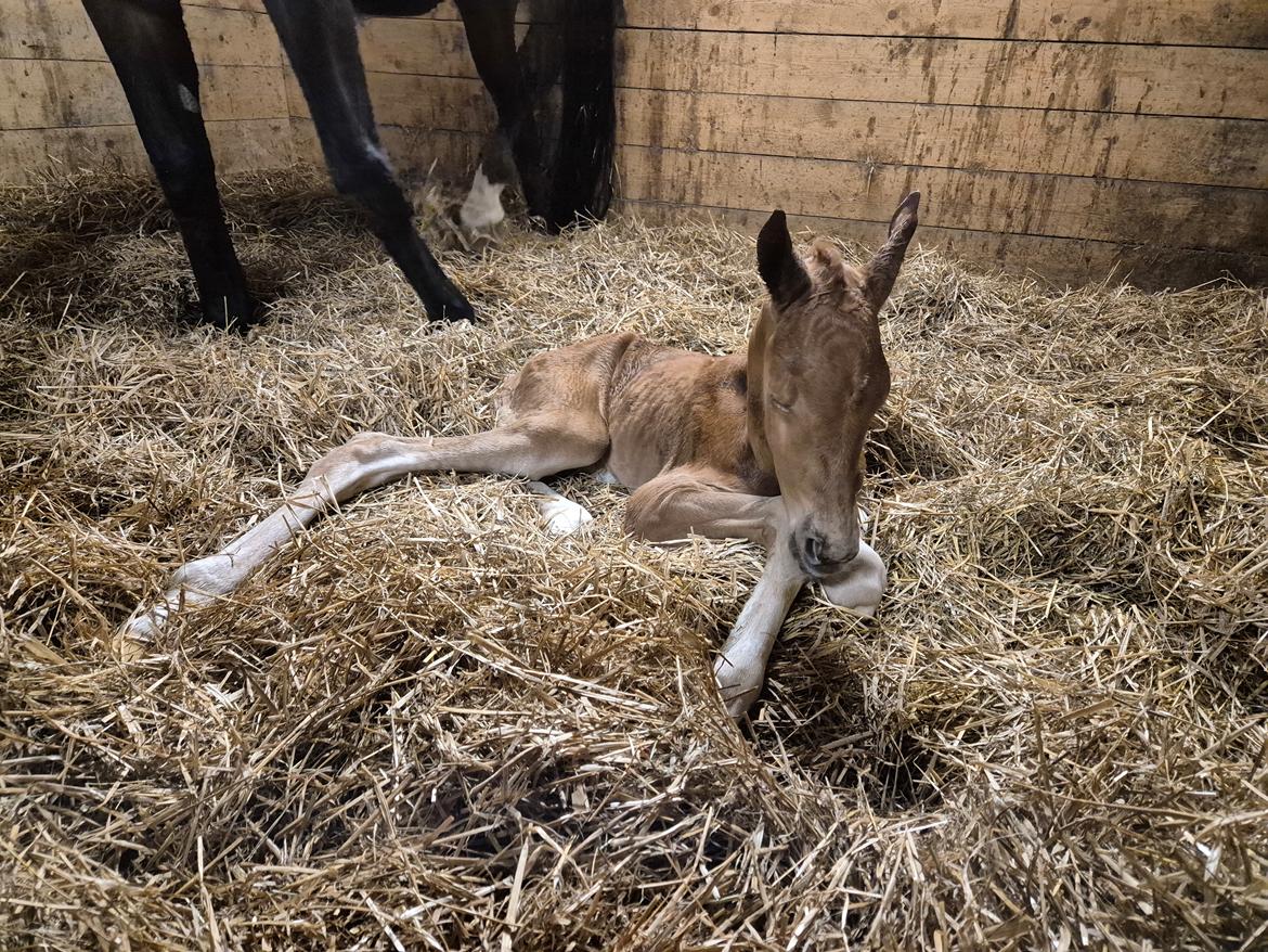 Dansk Varmblod Quality's Beauty billede 2