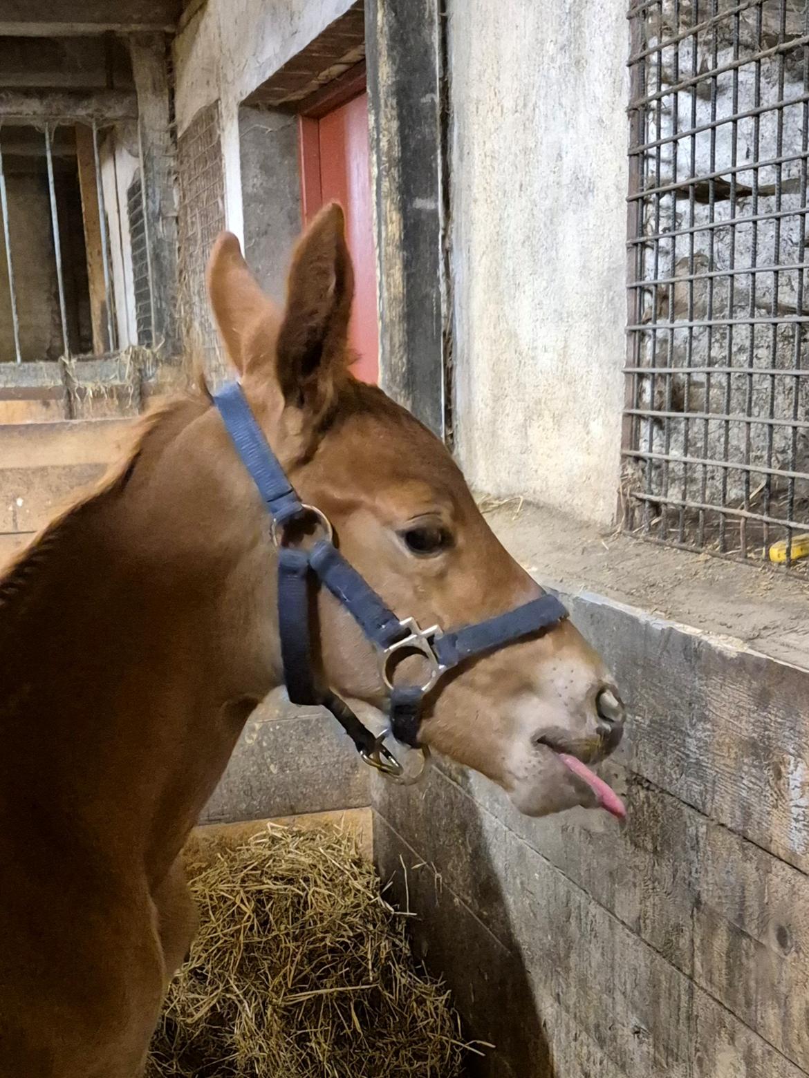 Dansk Varmblod Quality's Beauty billede 4