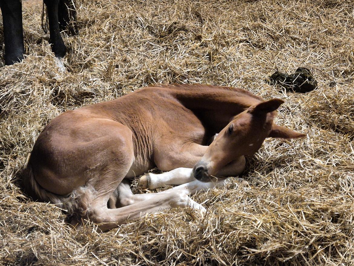 Dansk Varmblod Quality's Beauty billede 6