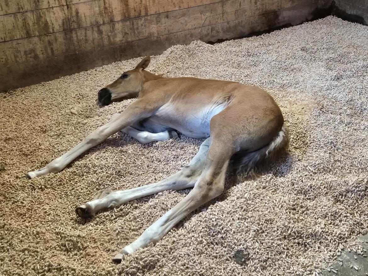 Dansk Varmblod Quality's Beauty billede 7