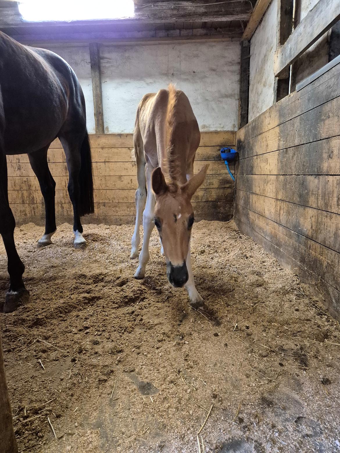 Dansk Varmblod Quality's Beauty billede 8