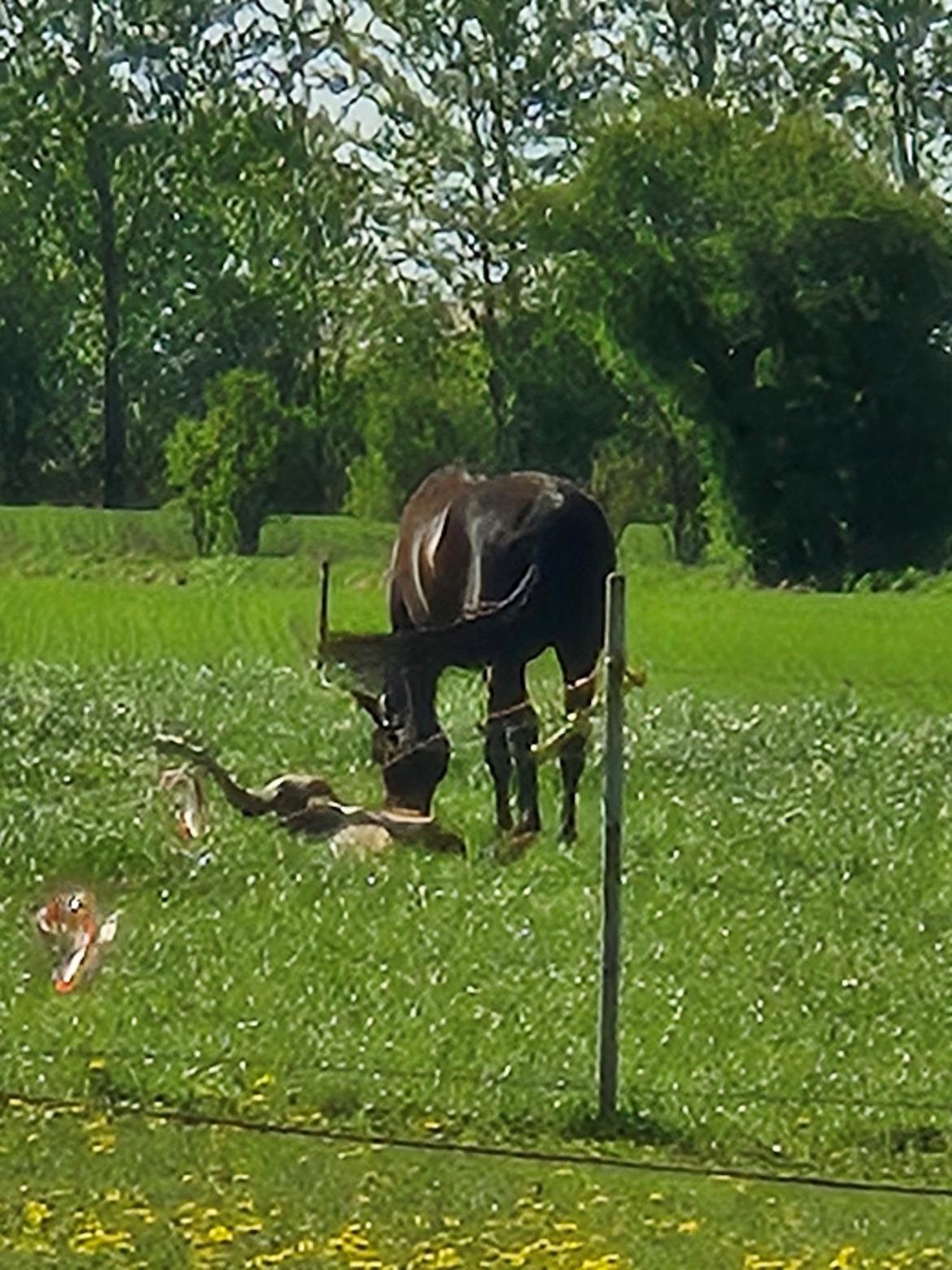 Dansk Varmblod Quality's Beauty billede 9