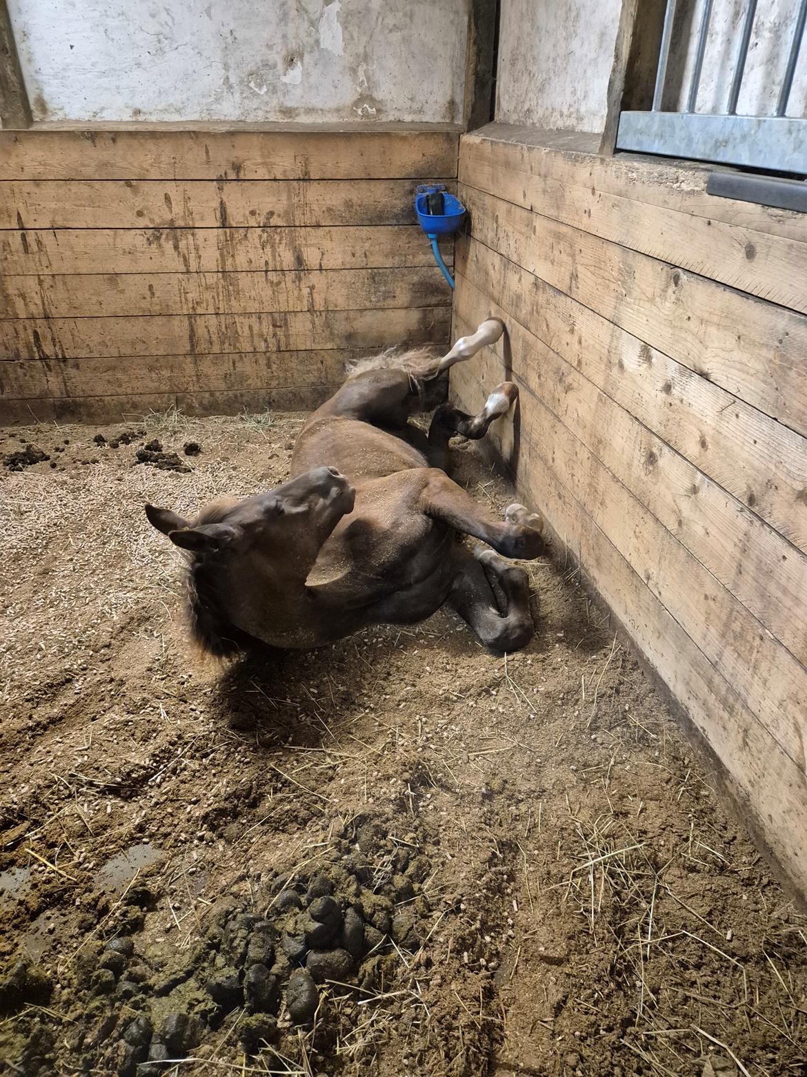 Dansk Varmblod Quality's Beauty billede 10