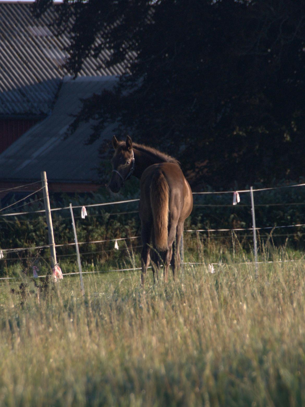 Dansk Varmblod Quality's Beauty billede 11