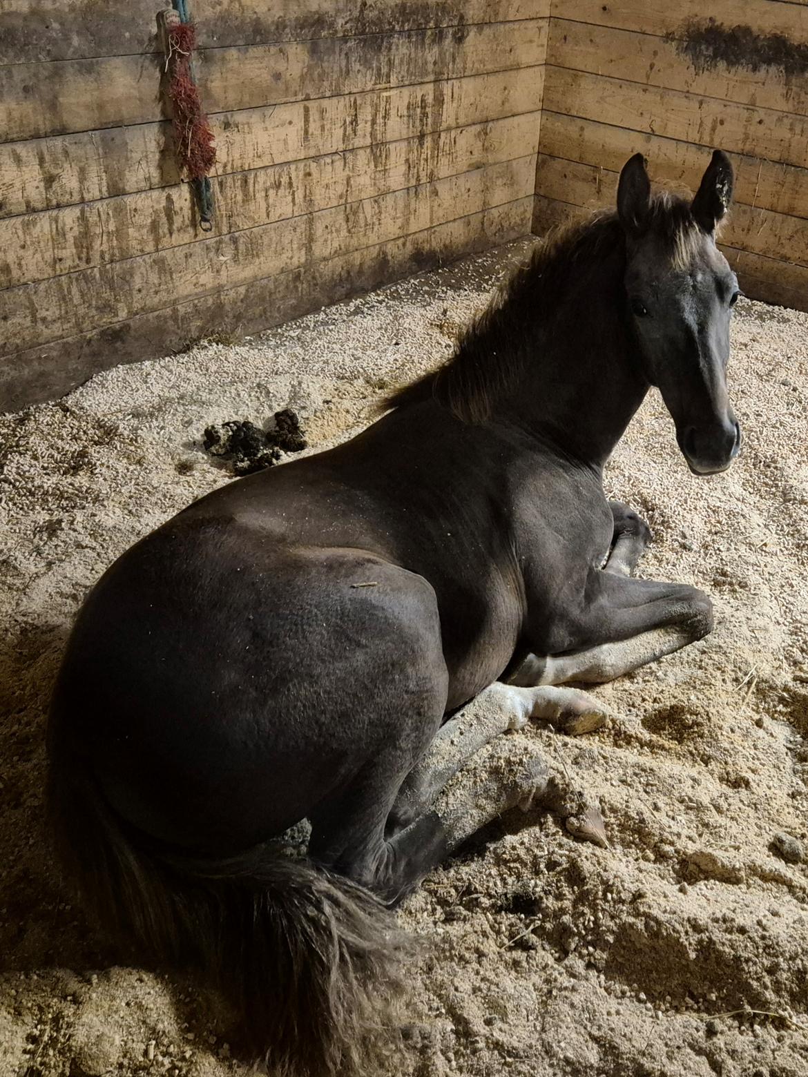 Dansk Varmblod Quality's Beauty billede 12