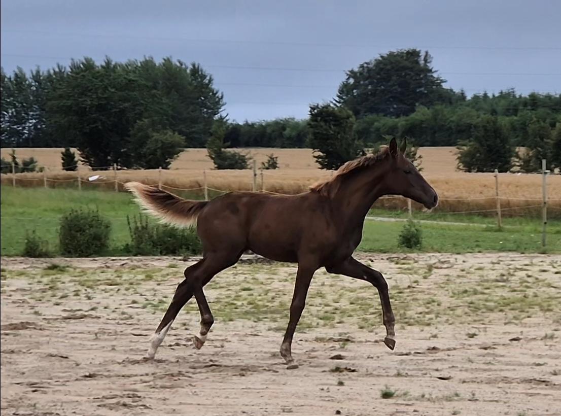 Dansk Varmblod Quality's Beauty billede 13