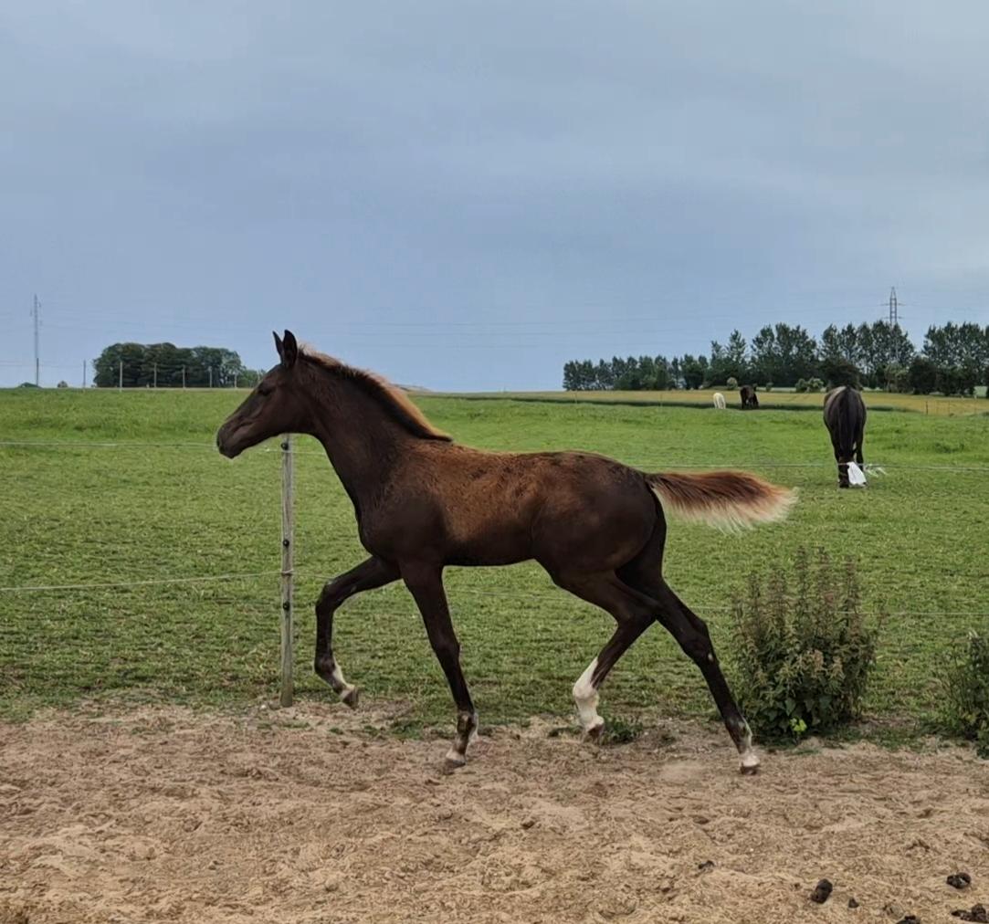 Dansk Varmblod Quality's Beauty billede 15