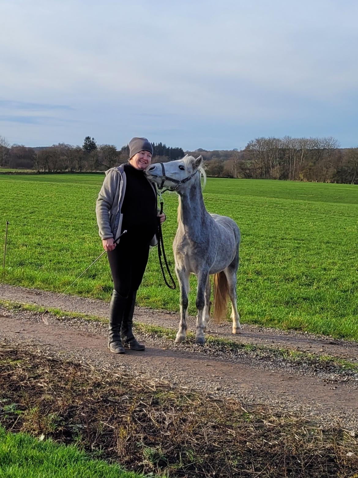 Welsh Mountain (sec A) Miss Minnie (Hide) billede 7