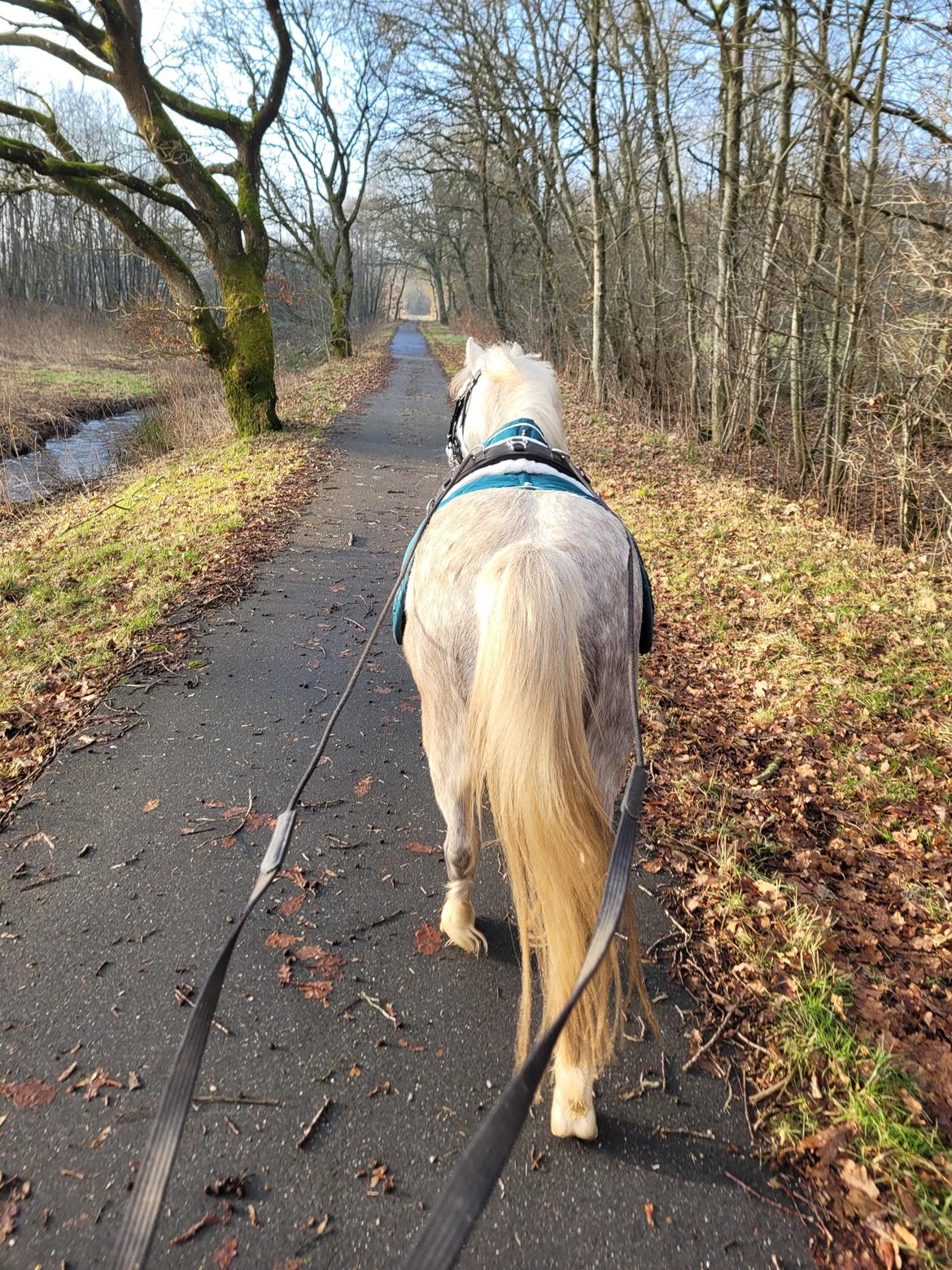 Welsh Mountain (sec A) Miss Minnie (Hide) billede 8