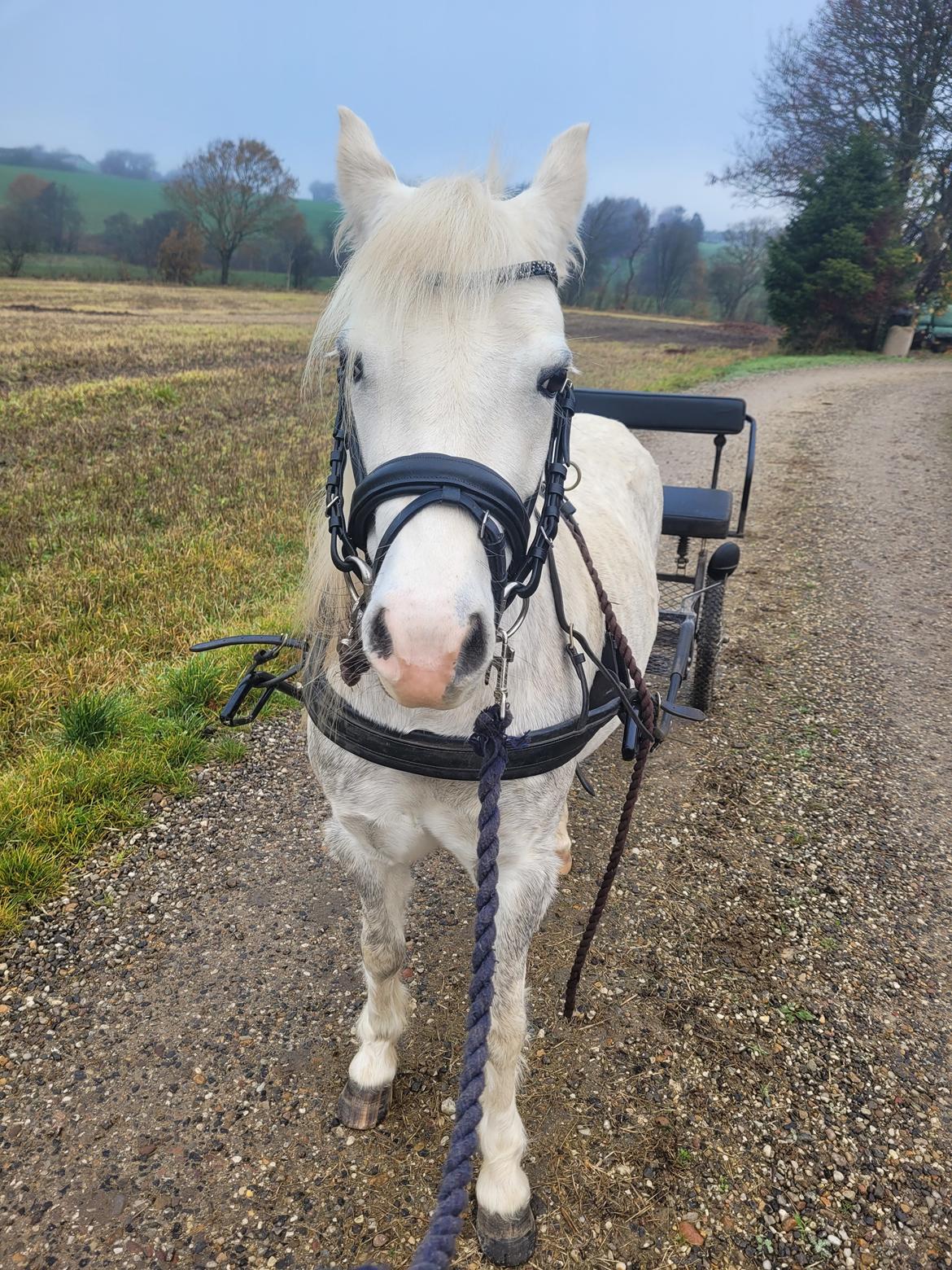 Welsh Mountain (sec A) Miss Minnie (Hide) billede 9