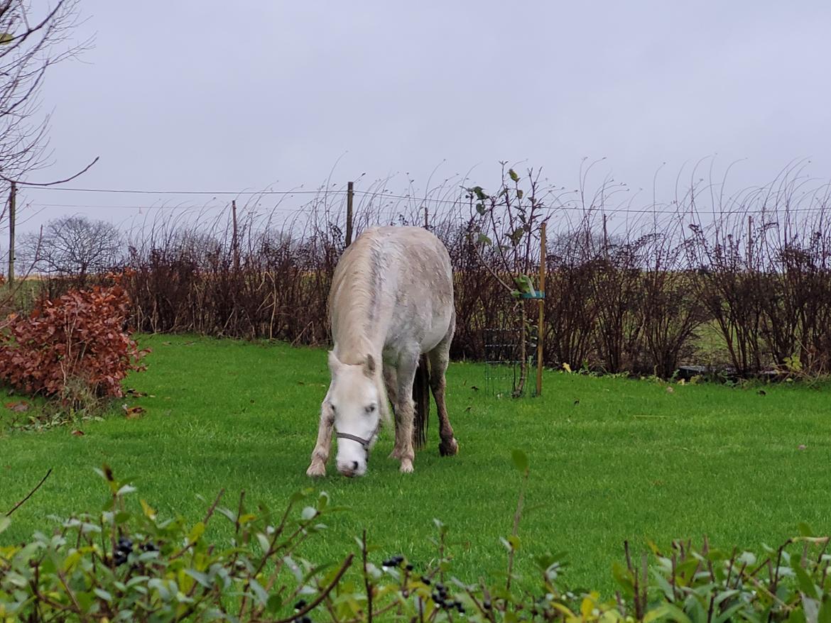 Welsh Mountain (sec A) Miss Minnie (Hide) billede 10
