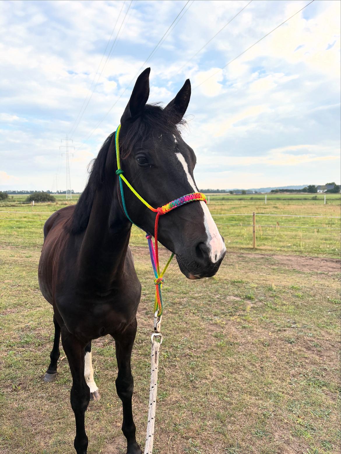 Dansk Varmblod Gørklintgårds Bikini billede 1
