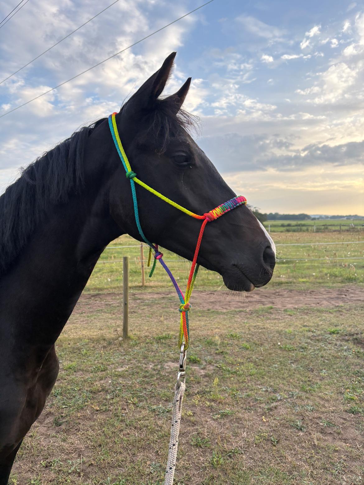 Dansk Varmblod Gørklintgårds Bikini billede 11