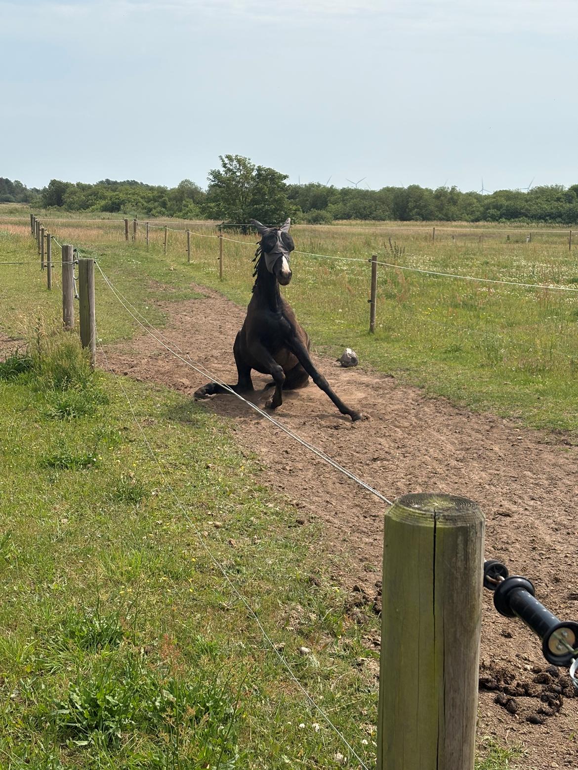 Dansk Varmblod Gørklintgårds Bikini billede 12