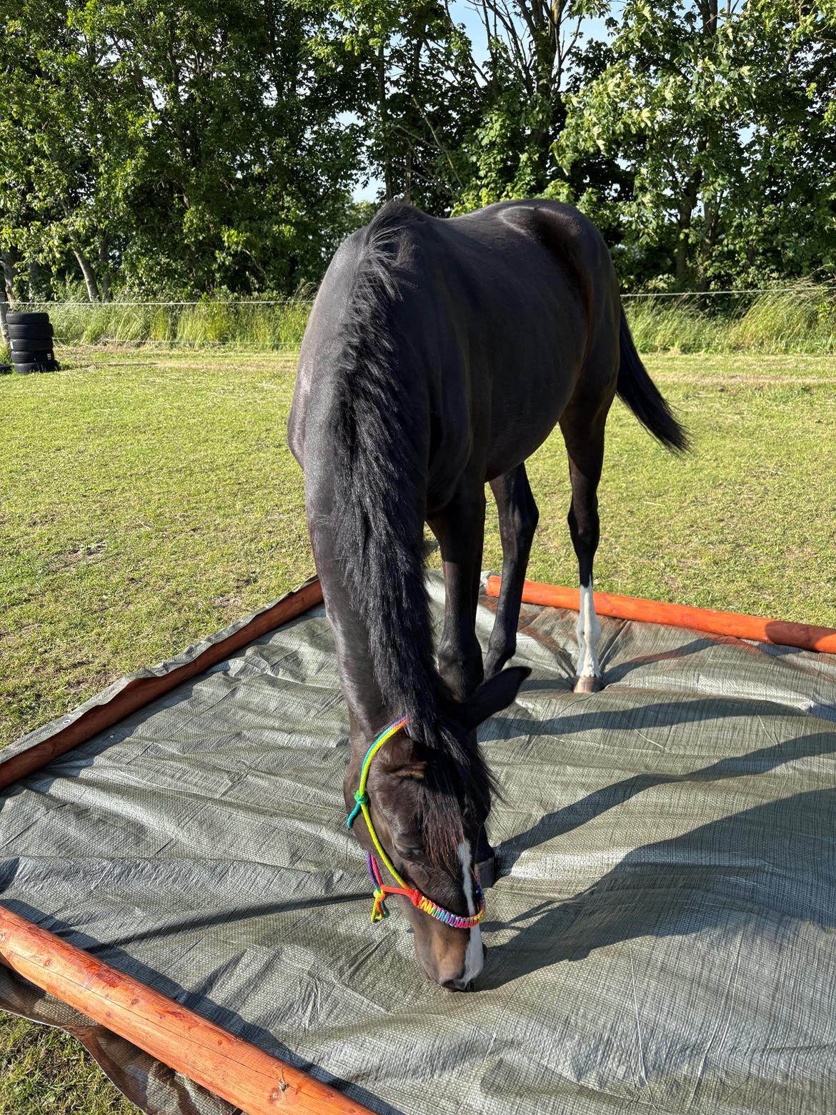 Dansk Varmblod Gørklintgårds Bikini billede 13