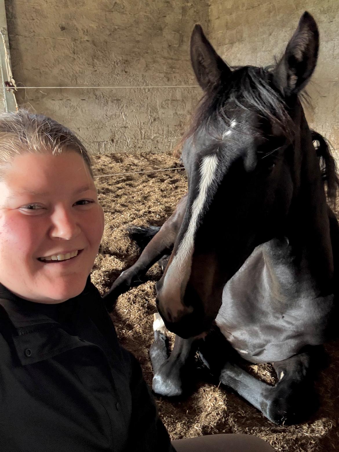 Dansk Varmblod Gørklintgårds Bikini billede 14