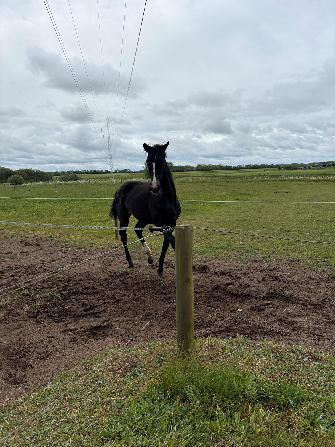 Dansk Varmblod Gørklintgårds Bikini billede 15