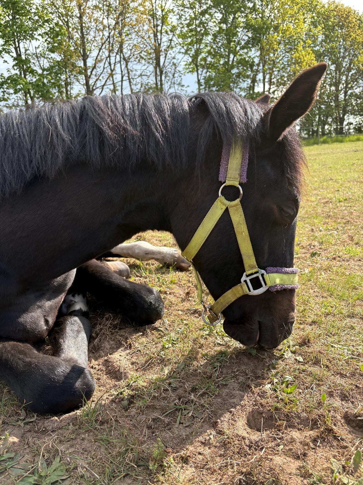 Dansk Varmblod Gørklintgårds Bikini billede 17