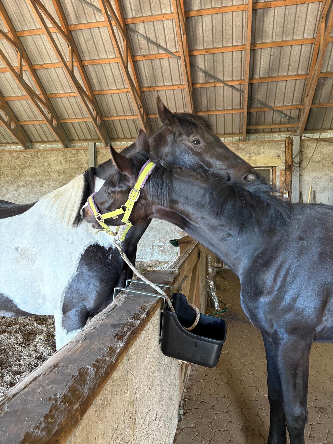 Dansk Varmblod Gørklintgårds Bikini billede 18
