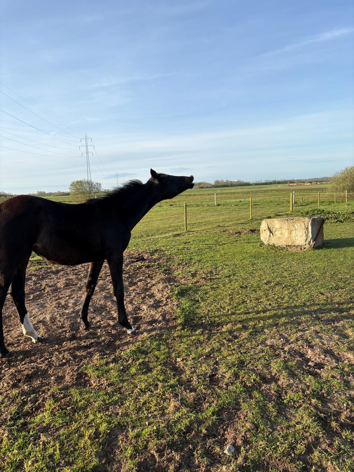Dansk Varmblod Gørklintgårds Bikini billede 19