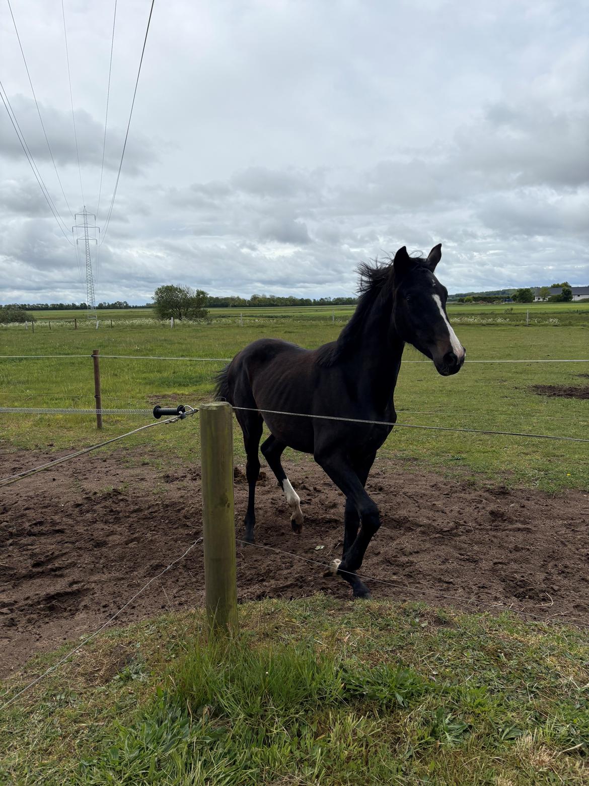 Dansk Varmblod Gørklintgårds Bikini billede 16