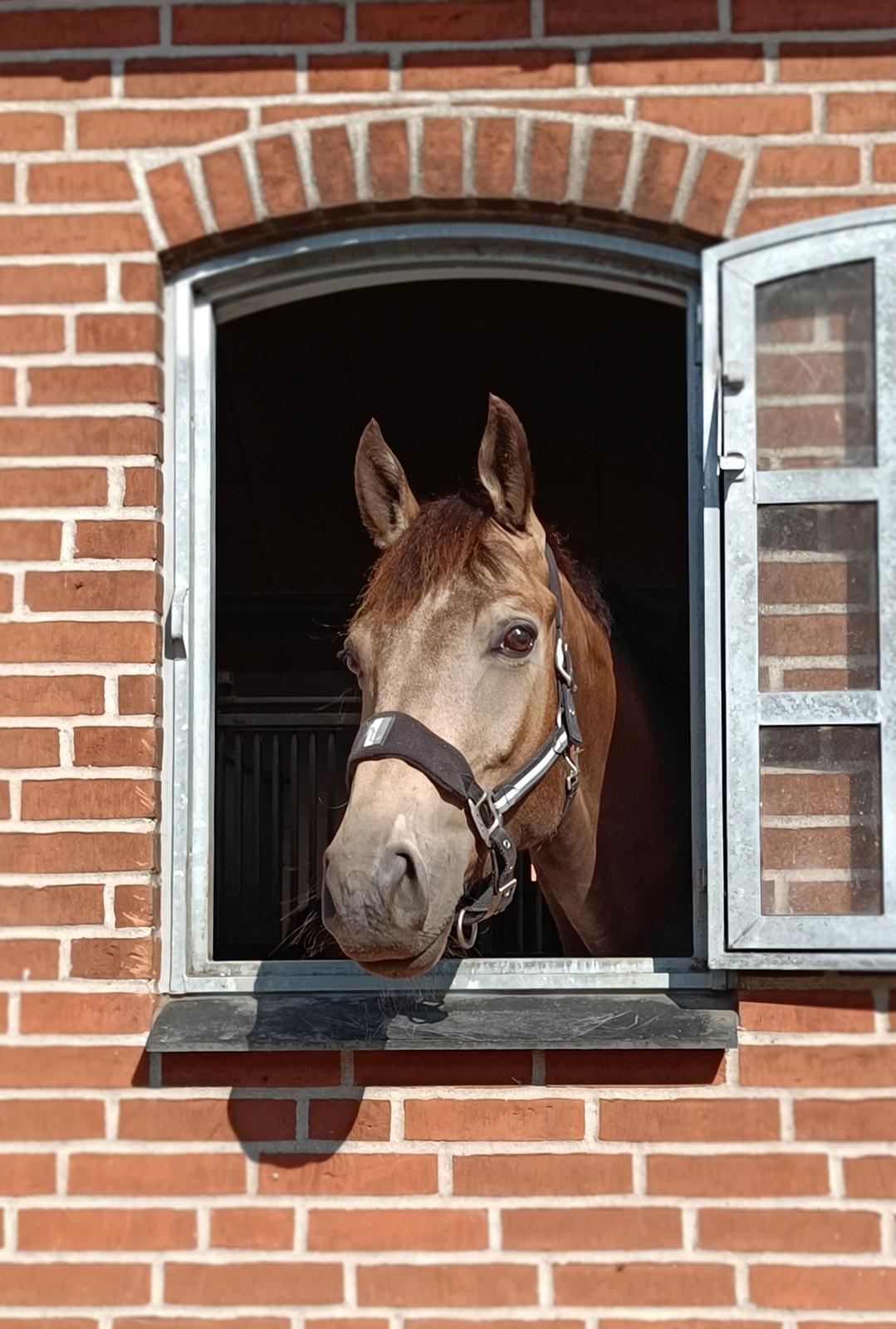 Palomino Moelleaaens Fürstengold - 2025 billede 8