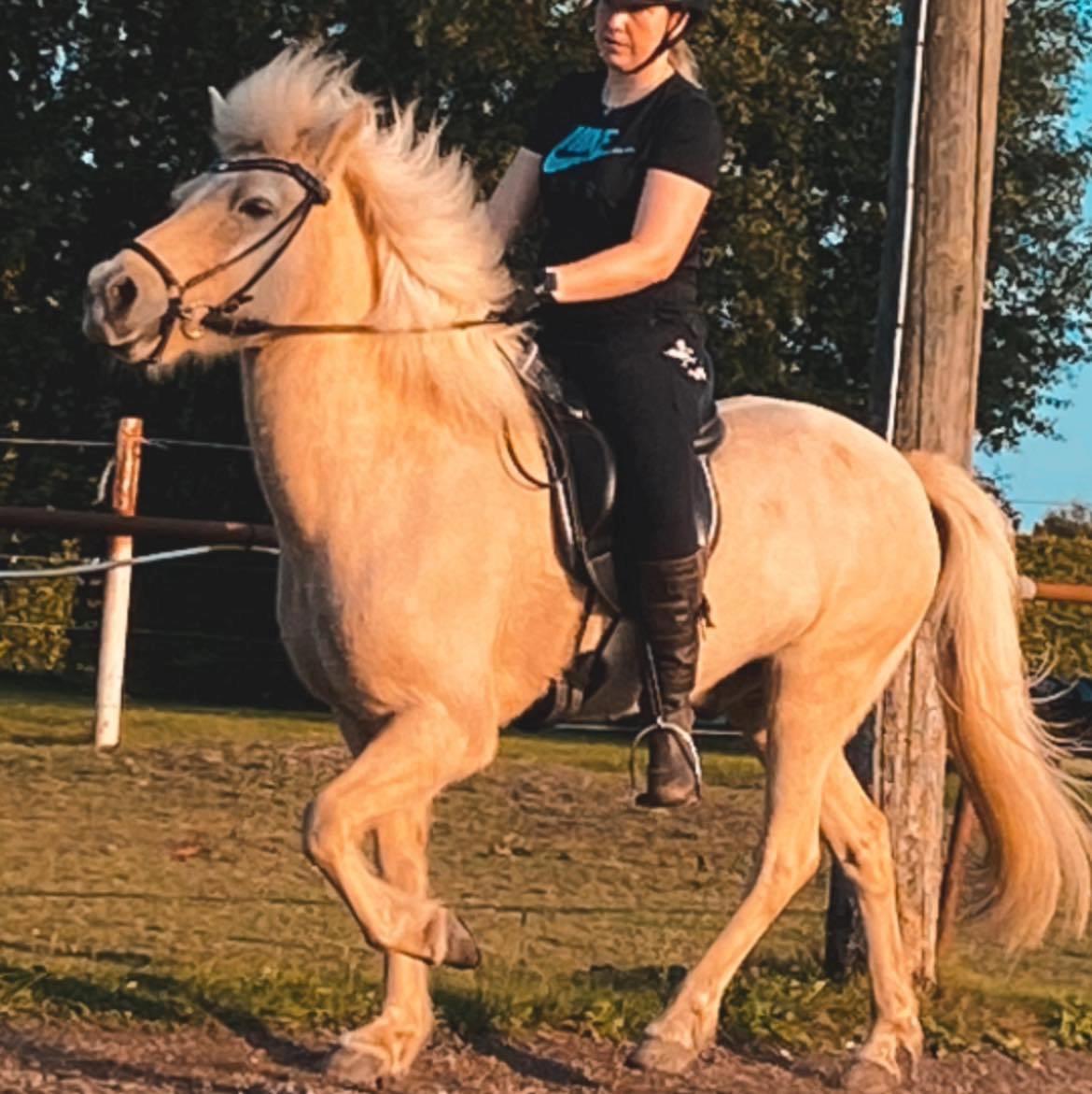 Islænder Dagur frá Halakoti - Smukke drengen i flot tølt <3 billede 11