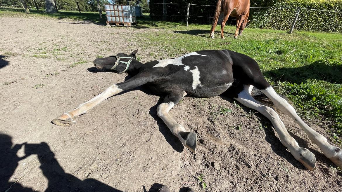 Pinto Hindbærgårdens Ashmore (Divle) billede 45