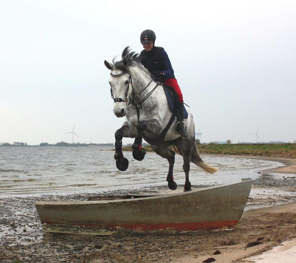 Dansk Varmblod Bl. - Hindbærgården's Milan billede 36