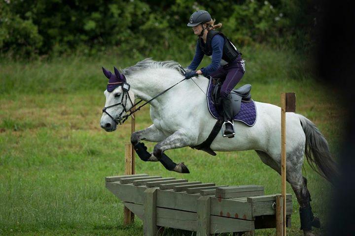 Dansk Varmblod Bl. - Hindbærgården's Milan billede 38