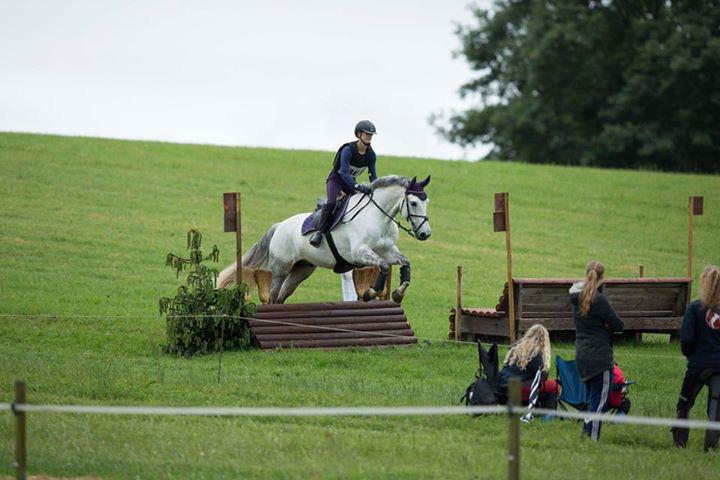 Dansk Varmblod Bl. - Hindbærgården's Milan billede 39