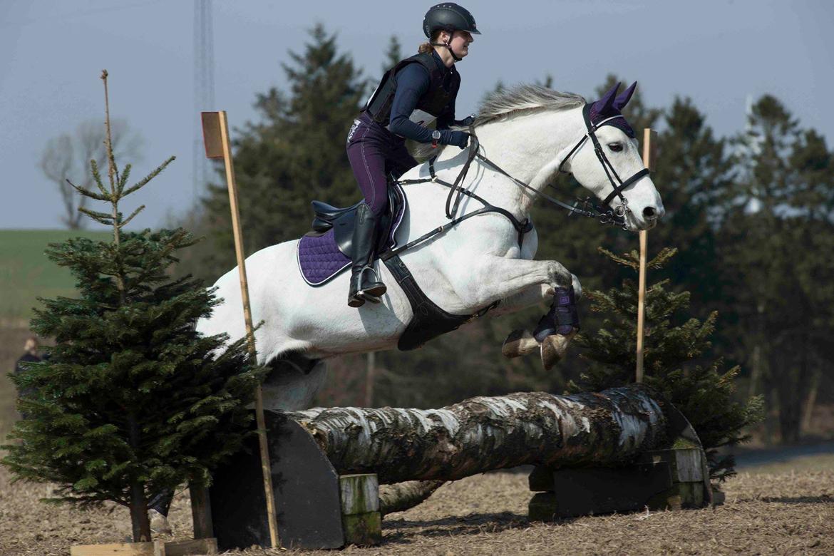 Dansk Varmblod Bl. - Hindbærgården's Milan billede 37