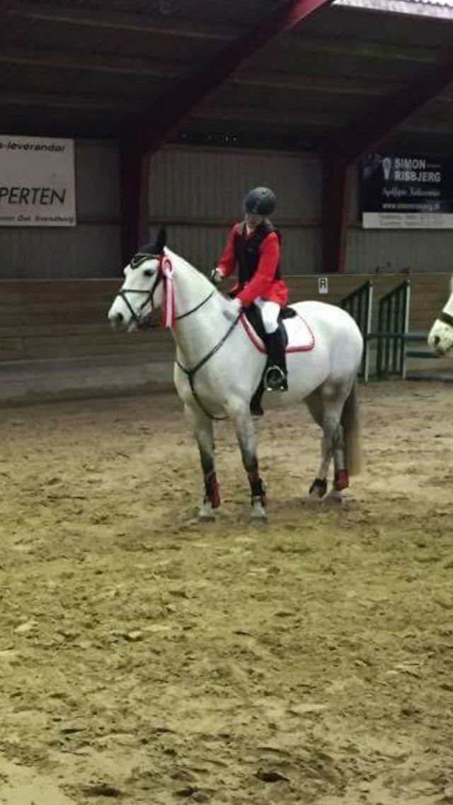 Dansk Varmblod Bl. - Hindbærgården's Milan billede 40