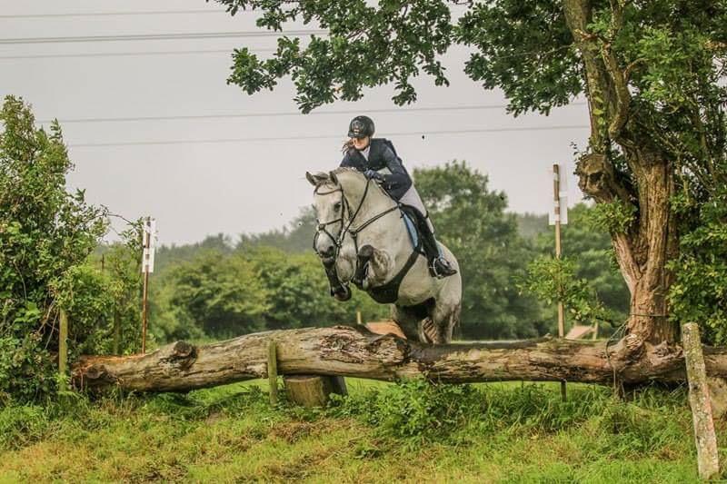 Dansk Varmblod Bl. - Hindbærgården's Milan billede 41